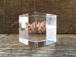 Load image into Gallery viewer, Specimen Cube: Sea Lavender
