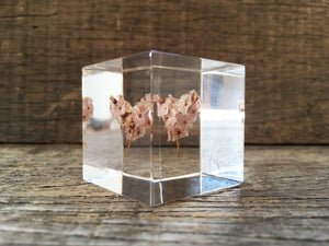 Specimen Cube: Sea Lavender