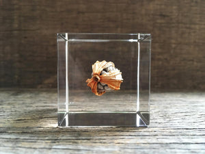 Specimen Cube: Shell Ginger