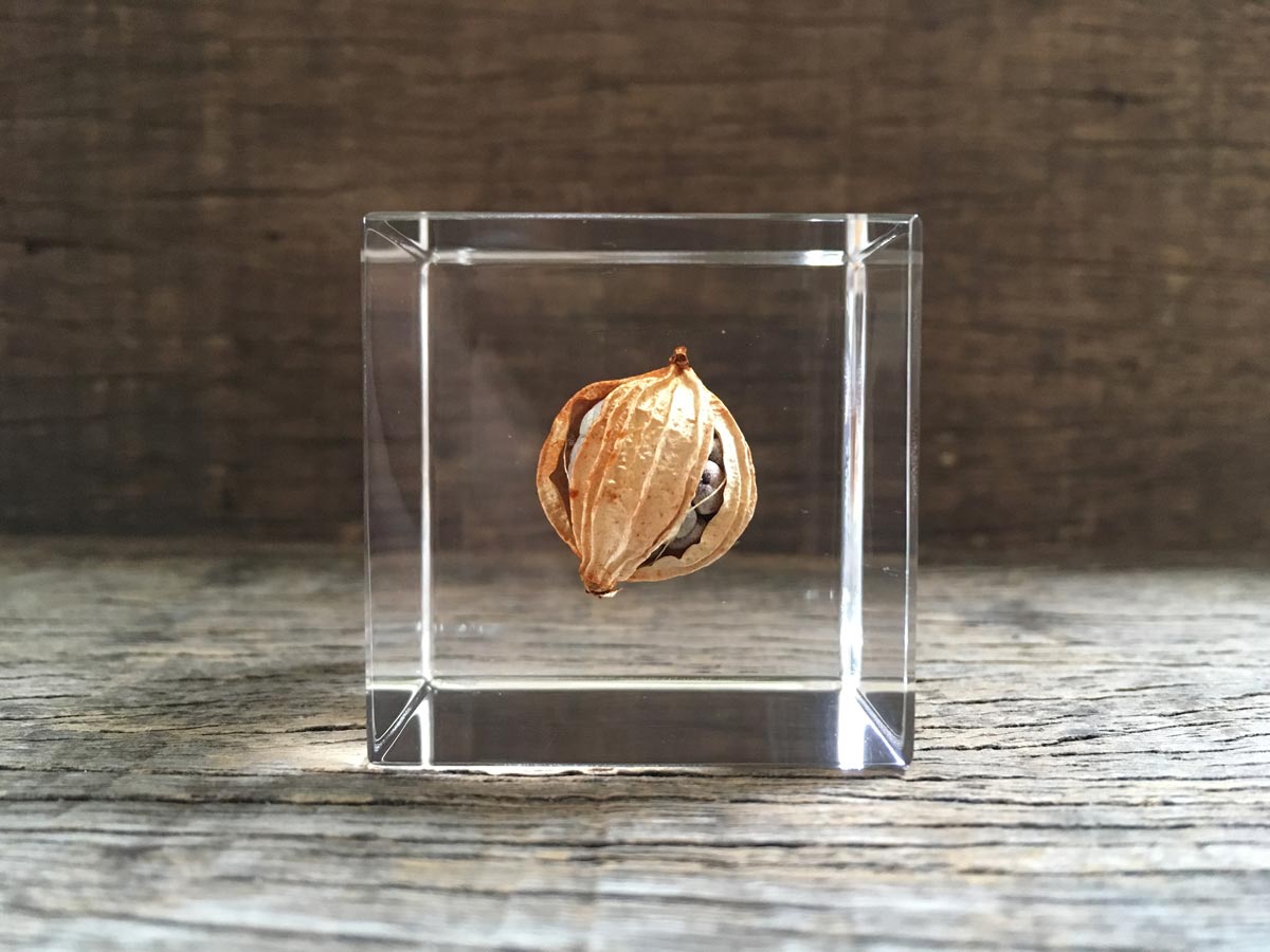 Specimen Cube: Shell Ginger