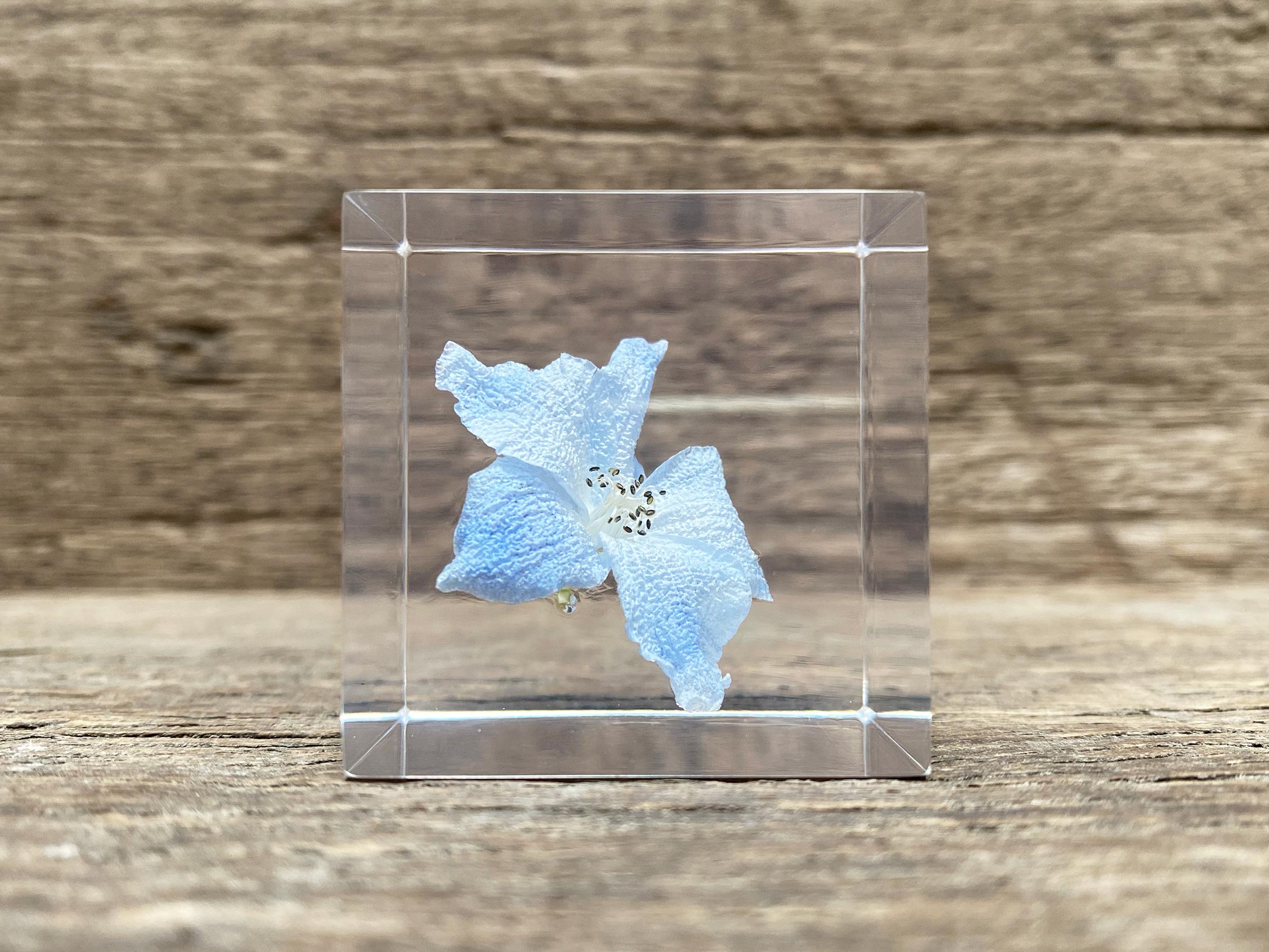 Specimen Cube: Siberian Larkspur