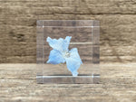 Load image into Gallery viewer, Specimen Cube: Siberian Larkspur
