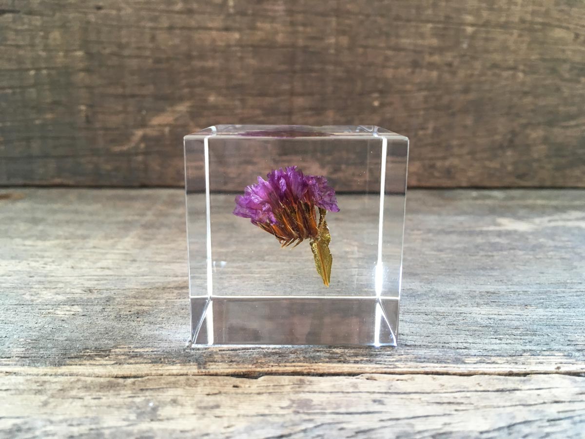 Specimen Cube: Statice Flower