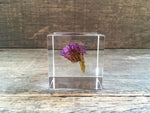 Load image into Gallery viewer, Specimen Cube: Statice Flower
