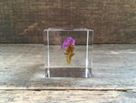 Load image into Gallery viewer, Specimen Cube: Statice Flower
