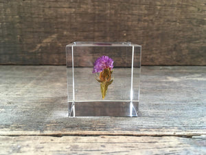 Specimen Cube: Statice Flower