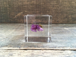 Specimen Cube: Statice Flower