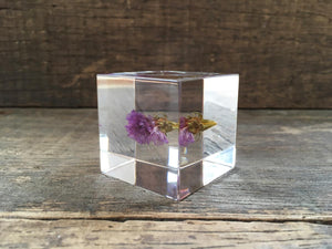 Specimen Cube: Statice Flower