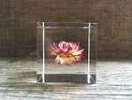 Load image into Gallery viewer, Specimen Cube: Strawflower
