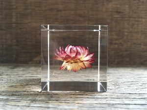 Specimen Cube: Strawflower