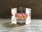 Load image into Gallery viewer, Specimen Cube: Strawflower
