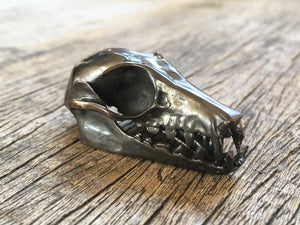 Bronze Flying Fox Skull