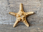 Load image into Gallery viewer, Thorny Starfish

