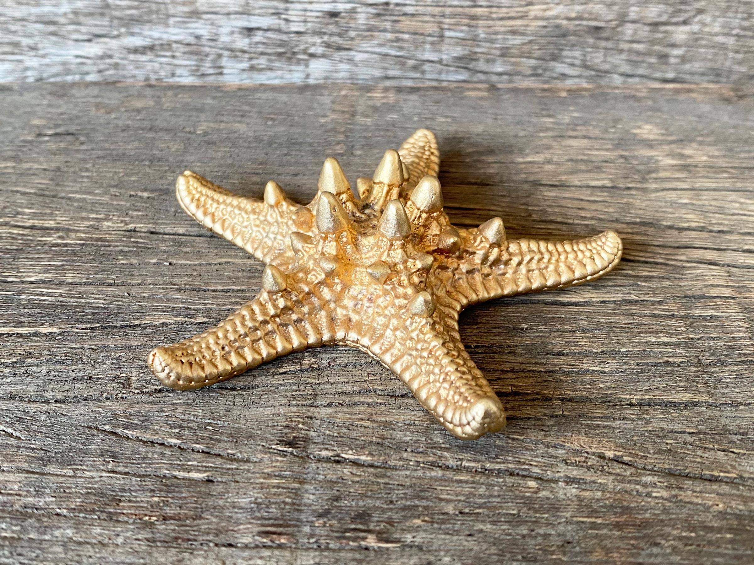 Thorny Starfish