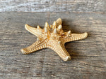 Load image into Gallery viewer, Thorny Starfish
