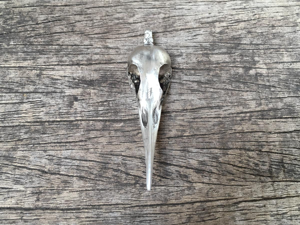 Woodpecker Skull