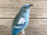 Load image into Gallery viewer, Thraupus episcopus
