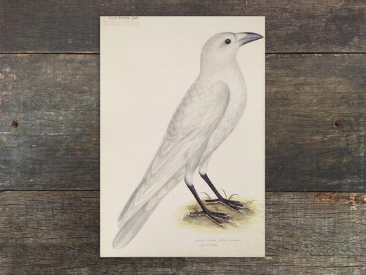 Corvus Cornix