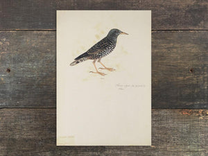 Sturnus vulgaris (F)