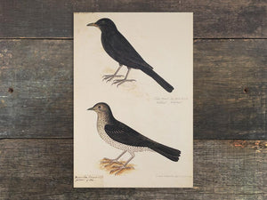 Turdus merula / torquatus