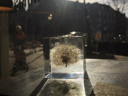 Specimen Cube: Dandelion