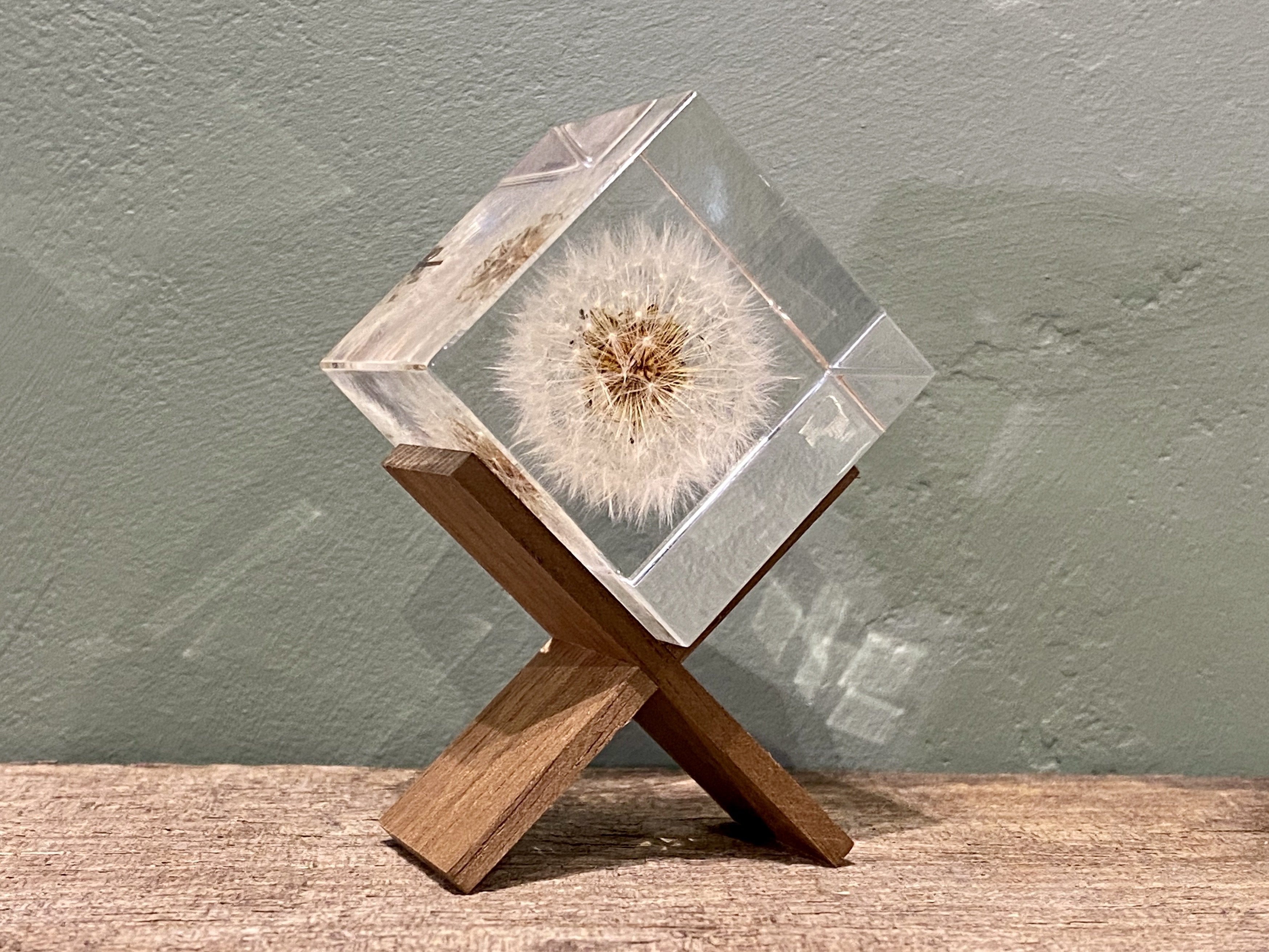 Specimen Cube: Dandelion Large