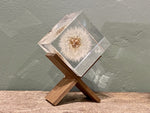 Load image into Gallery viewer, Specimen Cube: Dandelion Large
