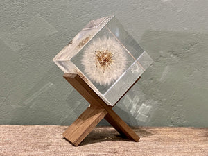 Specimen Cube: Dandelion Large