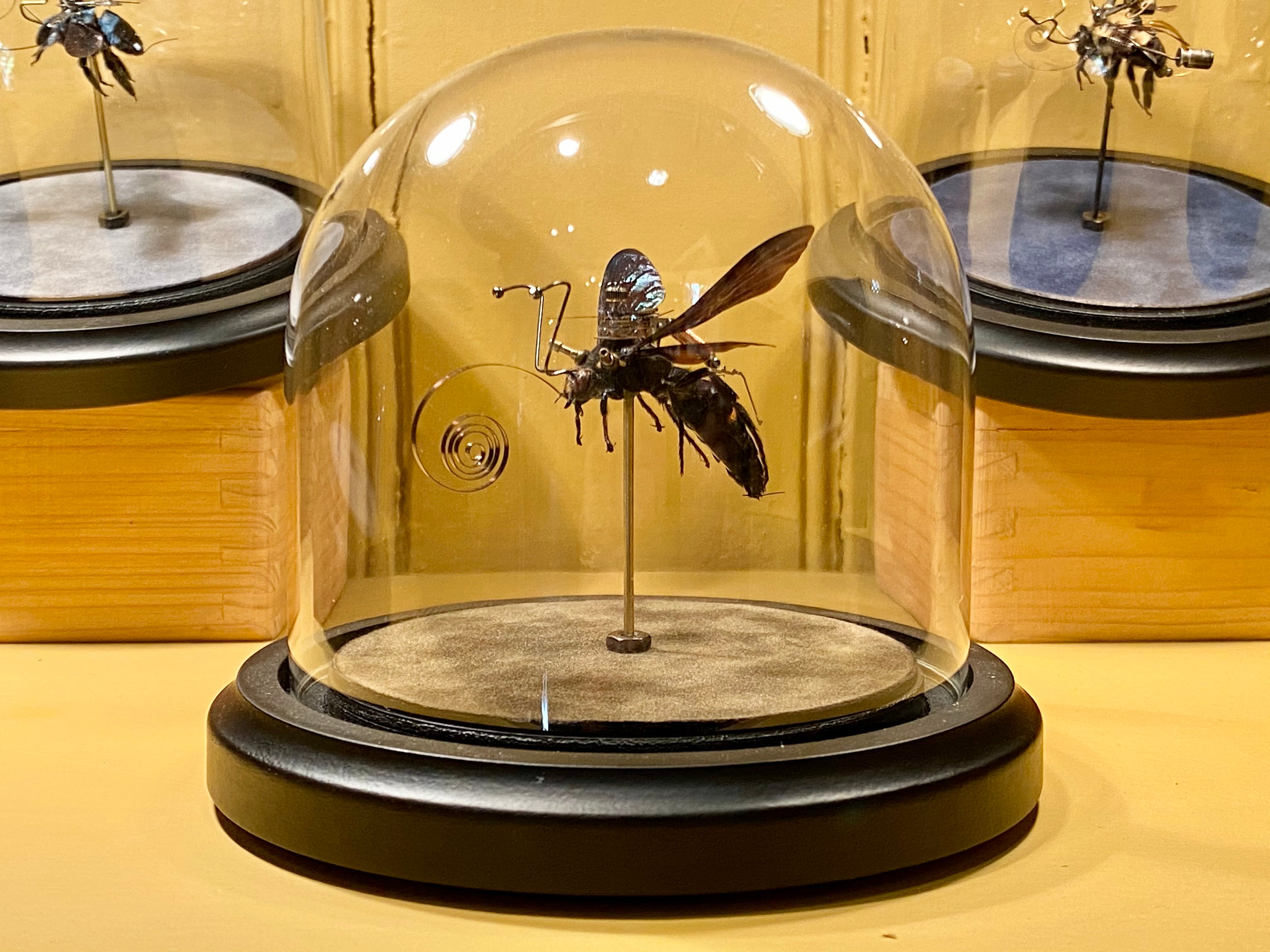 Megascolia procer