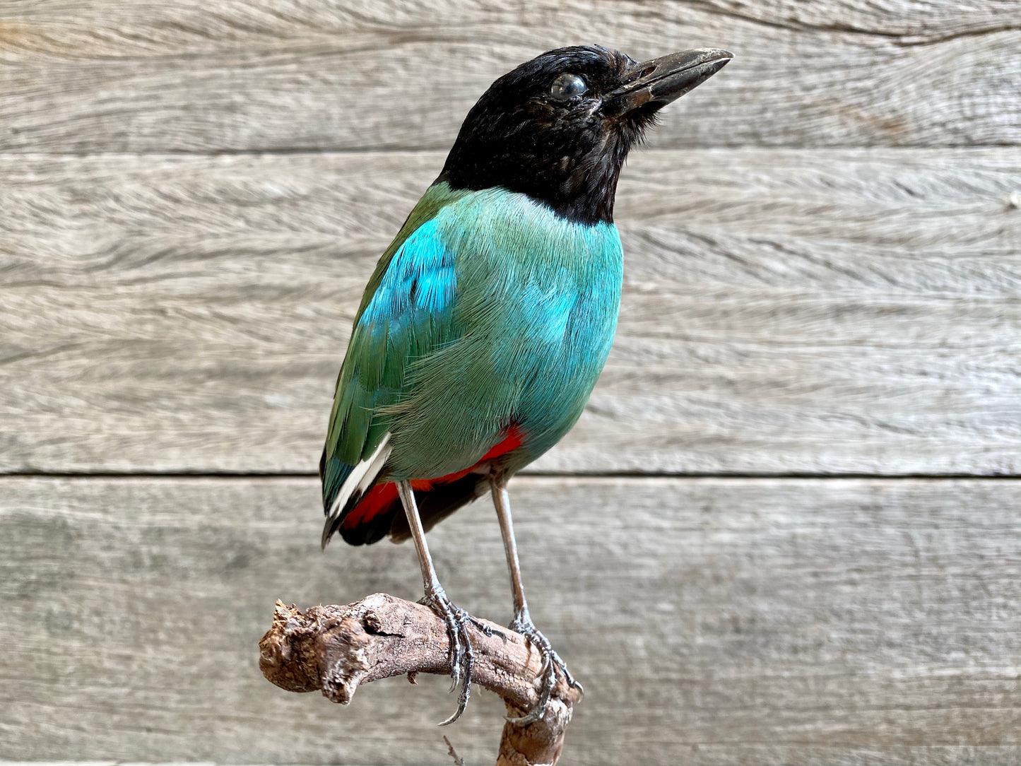 Pitta sordida