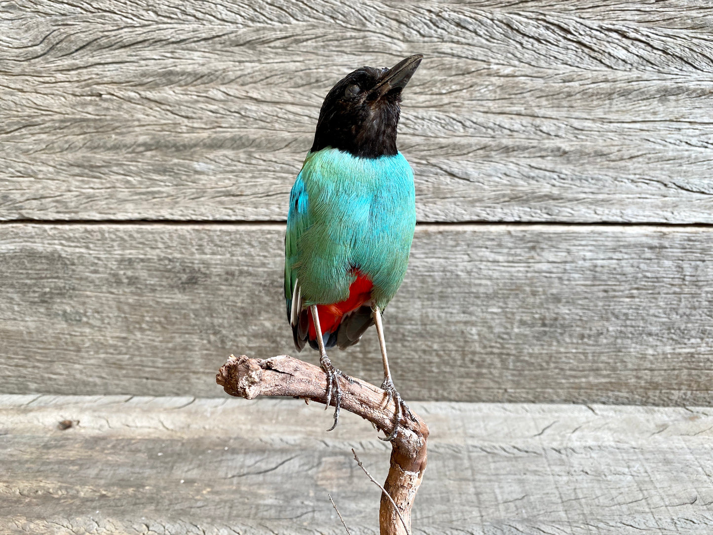 Pitta sordida