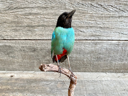 Pitta sordida