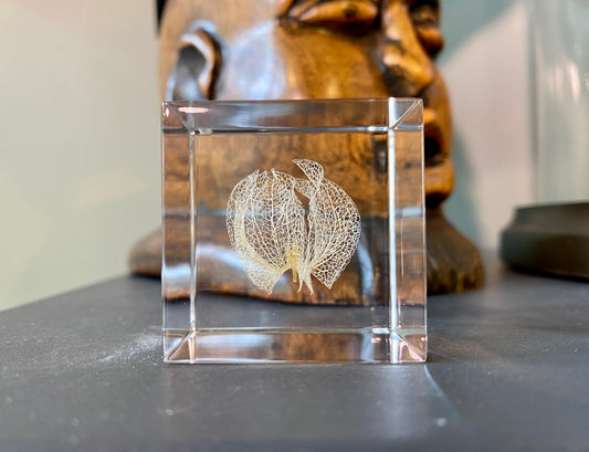 Specimen Cube: Apple of Peru