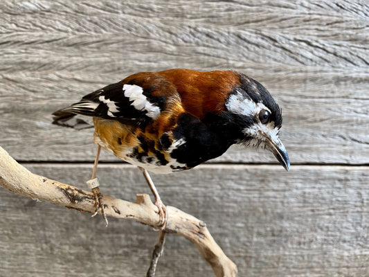 Zoothera dohertyi