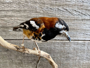 Zoothera dohertyi