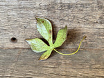 Load image into Gallery viewer, Ceramic Chestnut Leaf
