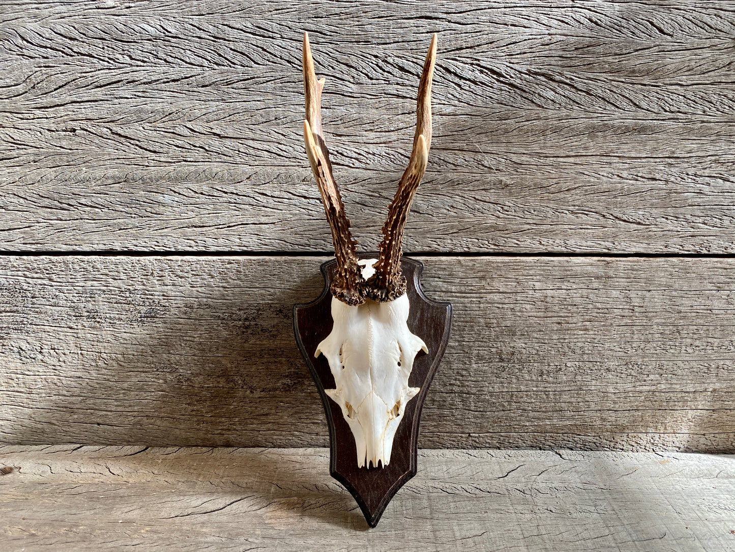 Roe Deer Antlers
