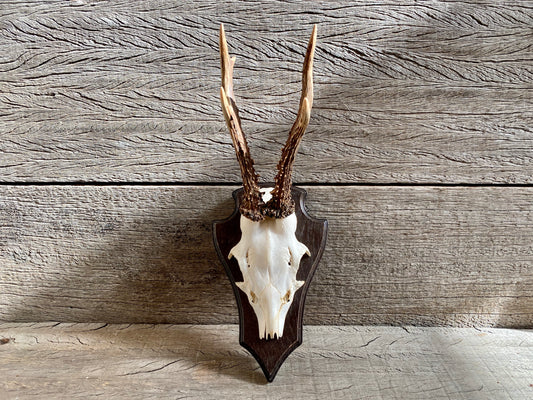 Roe Deer Antlers