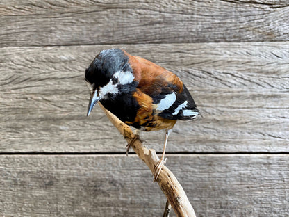 Zoothera dohertyi