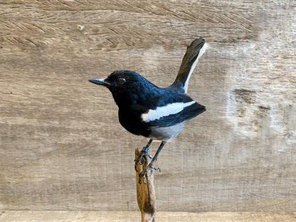 Copsychus saularis