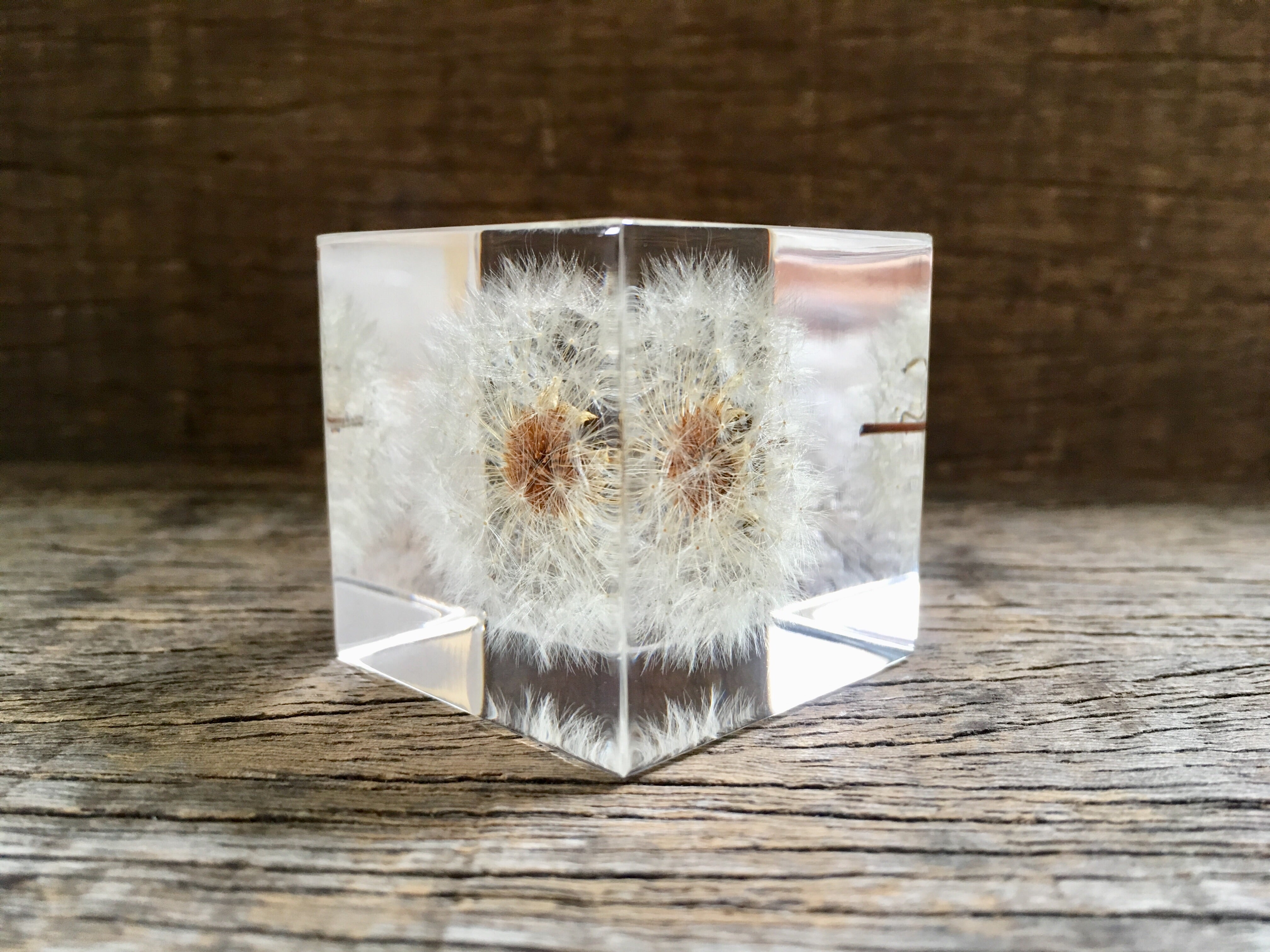 Specimen Cube: Dandelion