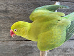Load image into Gallery viewer, Psittacula krameri
