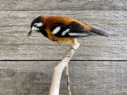 Zoothera dohertyi