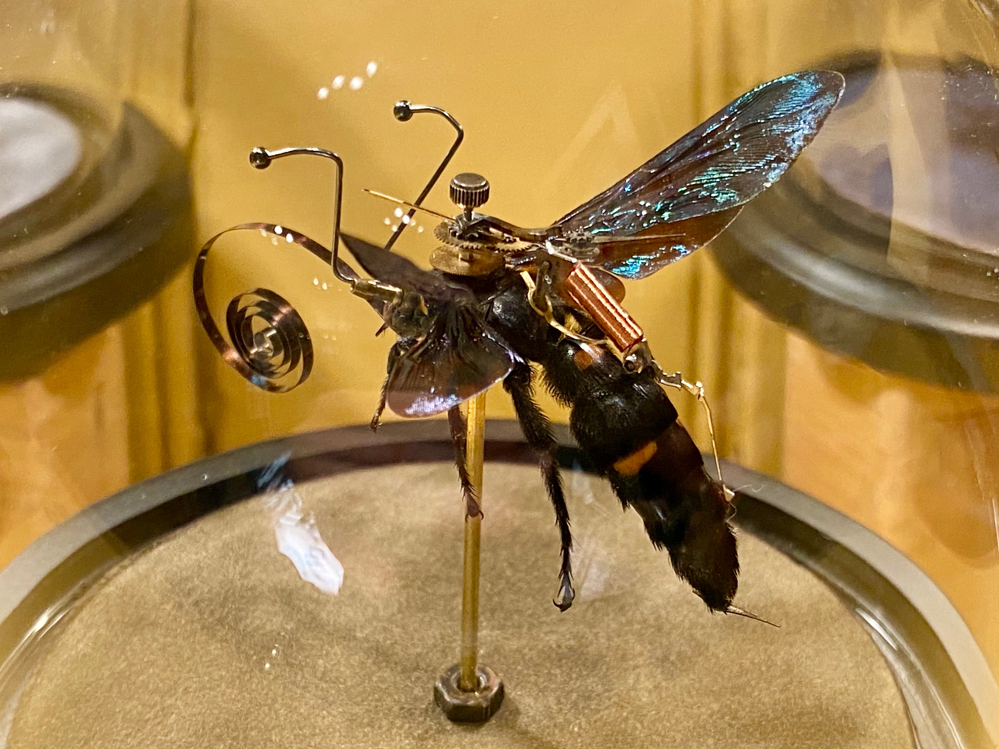 Megascolia procer