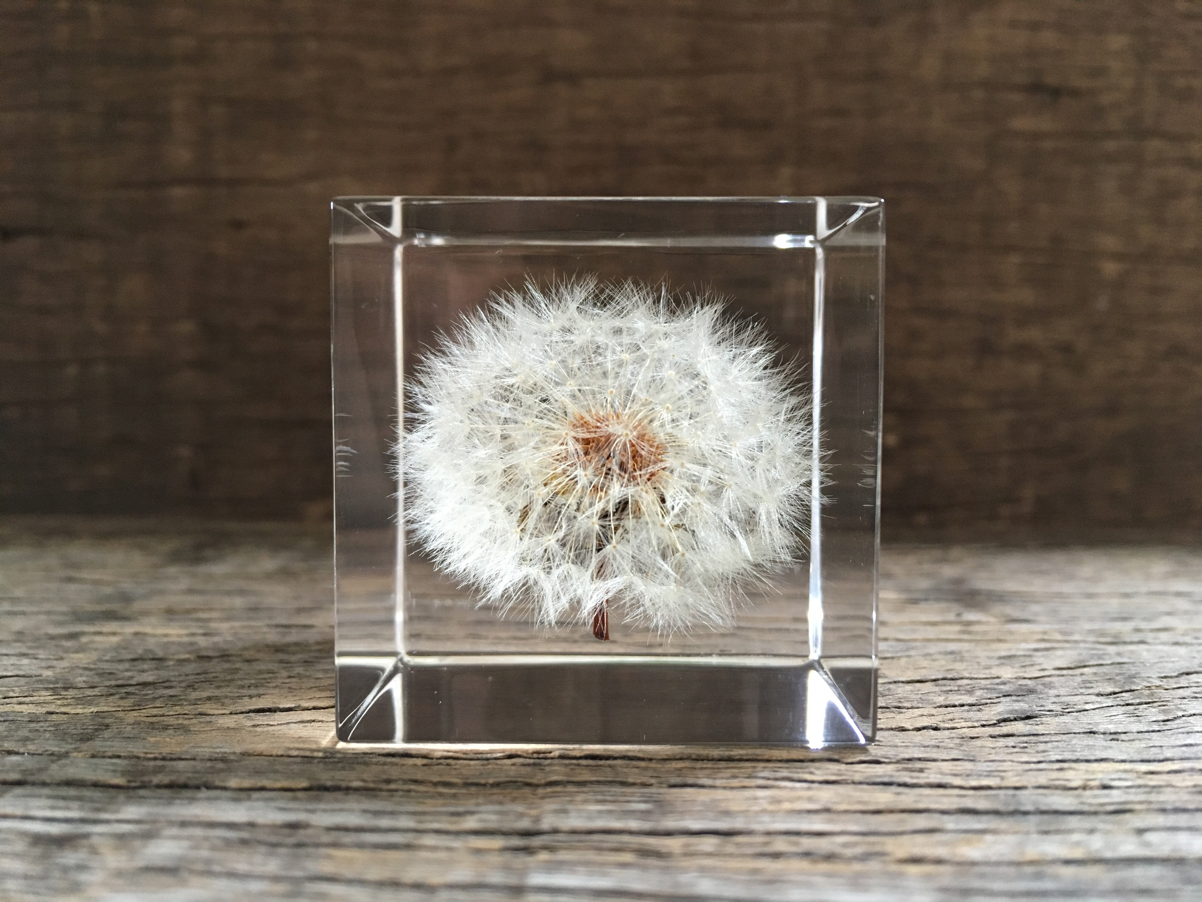 Specimen Cube: Dandelion Large