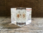 Load image into Gallery viewer, Specimen Cube: Dandelion Large
