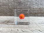 Load image into Gallery viewer, Specimen Cube: Globe Amaranth
