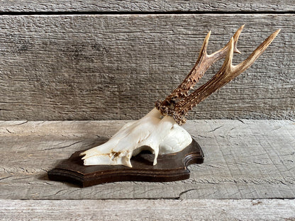 Roe Deer Antlers