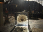 Load image into Gallery viewer, Specimen Cube: Dandelion Large
