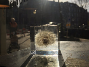 Specimen Cube: Dandelion Large